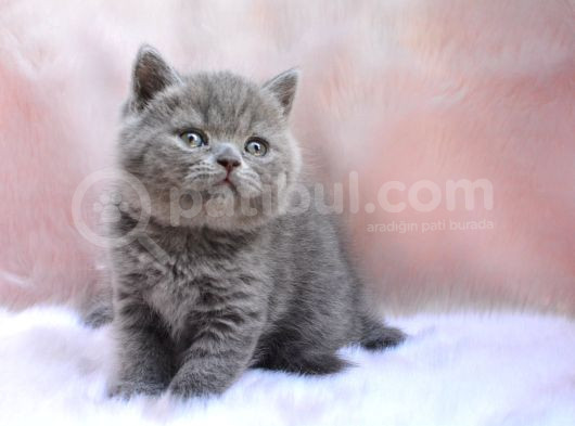 Yuvarlak Kafa Gri British Shorthair görsel