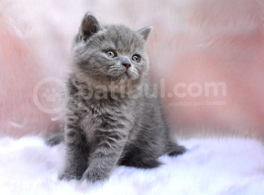 Yuvarlak Kafa Gri British Shorthair görsel