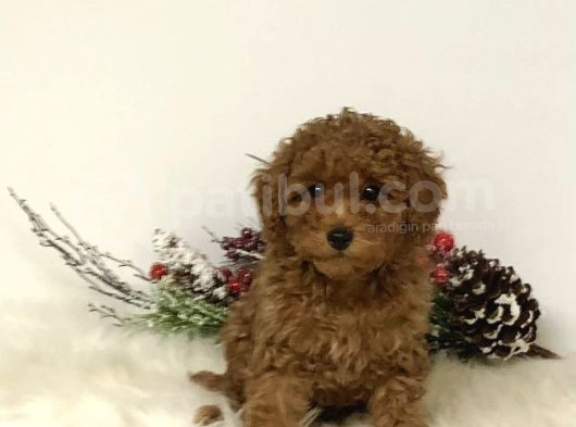 2 ve 3 kg garantisi altında RED TOOY POODLE SEVİMLİ KIPKIRMI