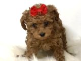 Mini Boy Puppy Kıpkırmızı Red Tooy Poodle 