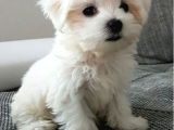 Maltesse Terrier Cinsi Mini Boy Puppy Kar Beyaz 