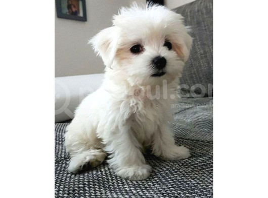 Maltesse Terrier Cinsi Mini Boy Puppy Kar Beyaz  görsel