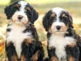 Bernesse Mountain Isvicre Dağ Köpegi Orjinal Safkan