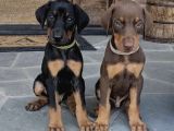 King Doberman Orjinal Safkan Iri Kemik Garantili