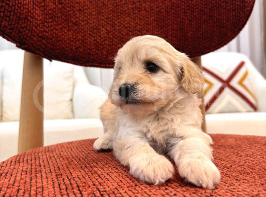 Minik Maltipoo görsel