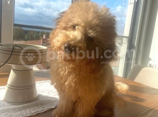 Aşıları Tam 4 Aylık Poodle görsel