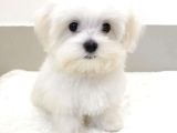 Maltesse terrier cinsi mini Boy Puppy Kar beyaz 