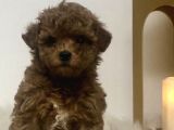 Red braw kıpkırmızı ev üretimi TOOY POODLE 