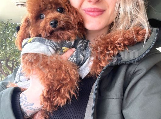 Toy Poodle Yavru görsel