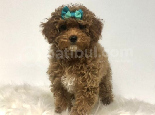 Mini Boy Puppy Kıpkırmızı Red Tooy Poodle 