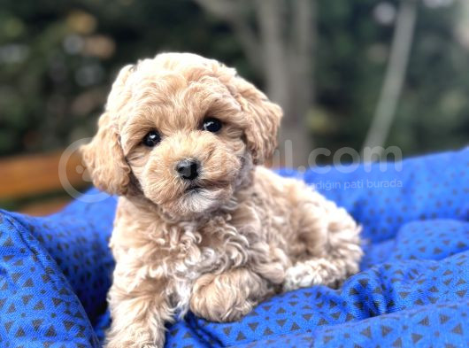 A Kali̇te Malti̇poo Bebeklerimiz