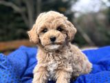 A Kali̇te Malti̇poo Bebeklerimiz