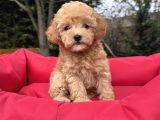 Poodle Ayarinda Malti̇poo Bebekler