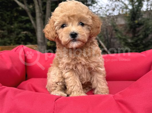 Poodle Ayarinda Malti̇poo Bebekler görsel