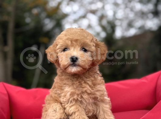 Poodle Ayarinda Malti̇poo Bebekler
