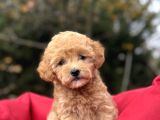 Poodle Ayarinda Malti̇poo Bebekler