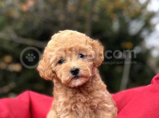 Poodle Ayarinda Malti̇poo Bebekler görsel
