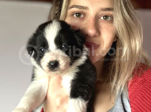 Border Collie Yavrularımız
