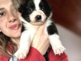 Border Collie Yavrularımız