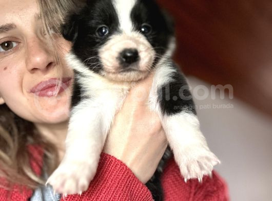 Border Collie Yavrularımız görsel
