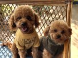 Toy Poodle Yavru