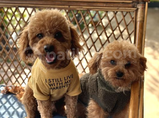 Toy Poodle Yavru görsel