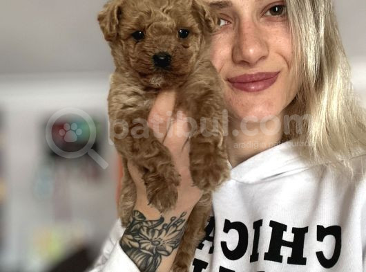 Toy Poodle Yavru görsel