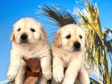 ORİJİNAL GOLDEN RETRİEVER YAVRULARI VONALP GARANTİSYLE