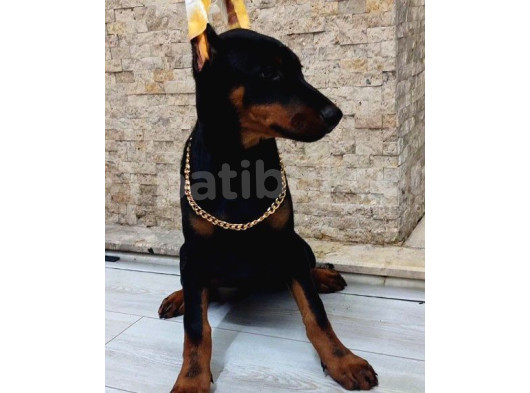 Estetikli Doberman Dişi Çift Aşılı Yavrular görsel