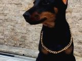 Estetikli Doberman Dişi Çift Aşılı Yavrular