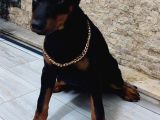 Estetikli Doberman Dişi Çift Aşılı Yavrular