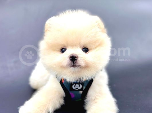Ayıcık Surat Pomeranian Yavrular 
