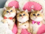 Scr Li Anne Babadan Golden Ny12 Brıtısh Shorthair