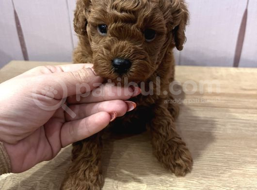 Redbrown Toypoodle görsel