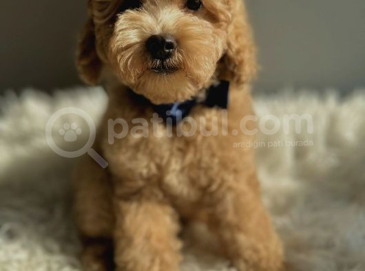 F1 Malti̇poo Yavrulari