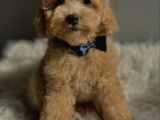 F1 Malti̇poo Yavrulari