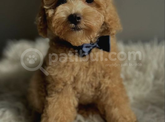 F1 Malti̇poo Yavrulari görsel