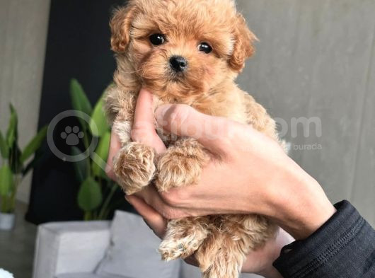 Teacup Malti̇poo Bebekler