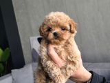 Teacup Malti̇poo Bebekler