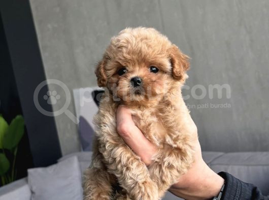Teacup Malti̇poo Bebekler görsel