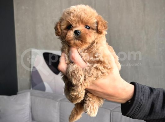 Teacup Malti̇poo Bebekler görsel