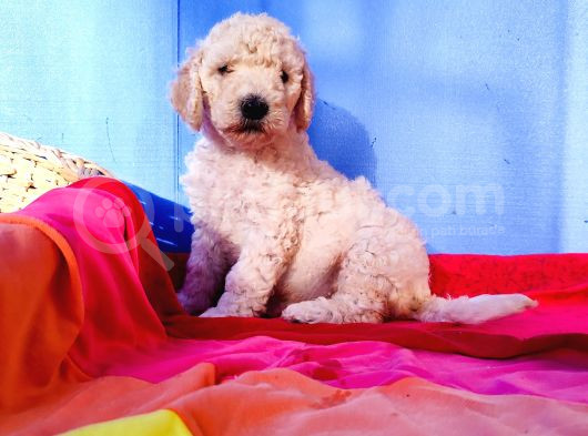 Dev Poodle Yavrularımız Için Dev Kampanya görsel
