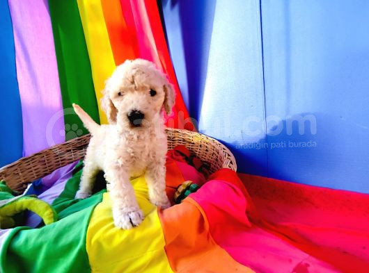 Dev Poodle Yavrularımız Için Dev Kampanya görsel