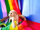 Dev Poodle Yavrularımız Için Dev Kampanya