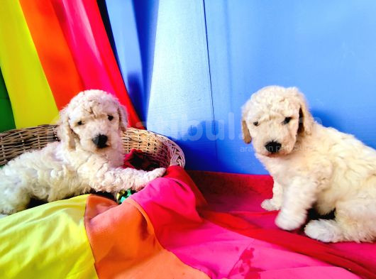 Dev Poodle Yavrularımız Için Dev Kampanya görsel