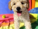 A kalite Toy Poodle yavrularımız