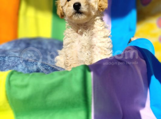 A Kalite Toy Poodle Yavrularımız görsel