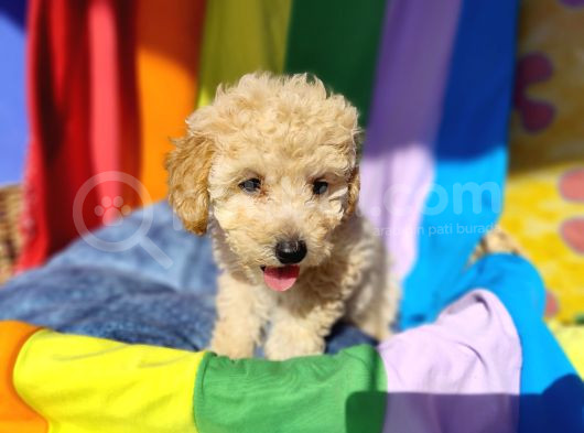 A Kalite Toy Poodle Yavrularımız görsel