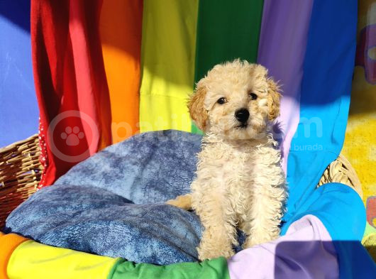 A Kalite Toy Poodle Yavrularımız görsel