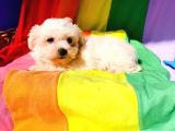 Vazgeçilmez olan ilk Yavru deneyimi için maltese terrier